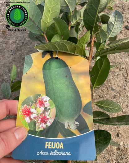 Feijoa sellowiana - arbusto de fruto