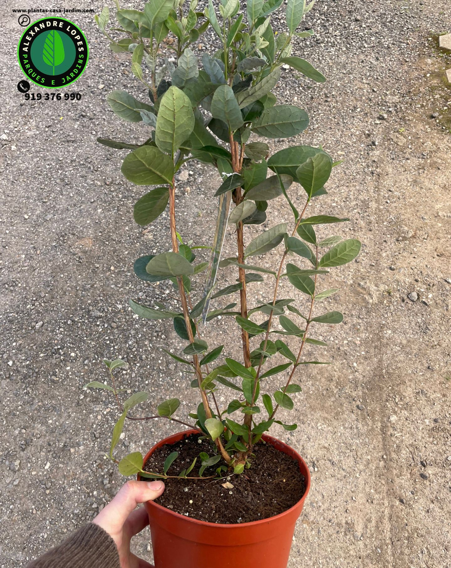 Feijoa sellowiana - fruta