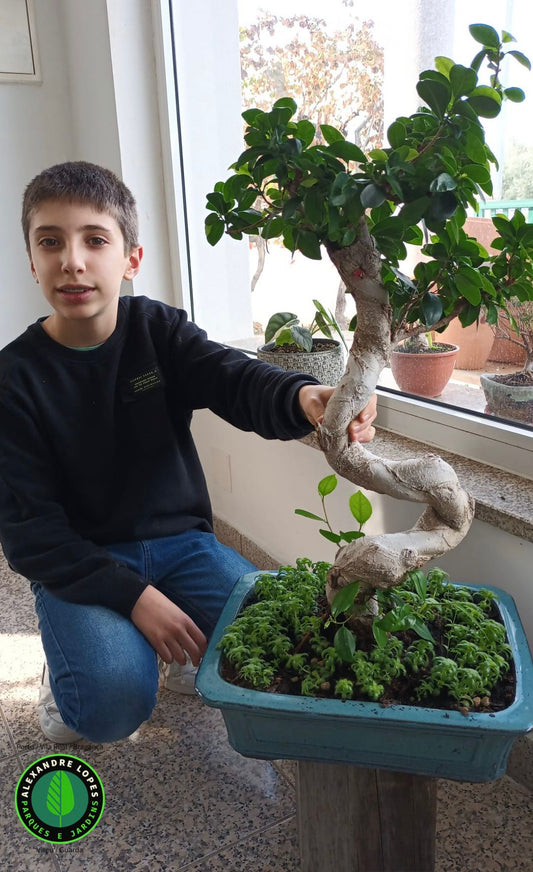 Ficus microcarpa Ginseng bonsai preço
