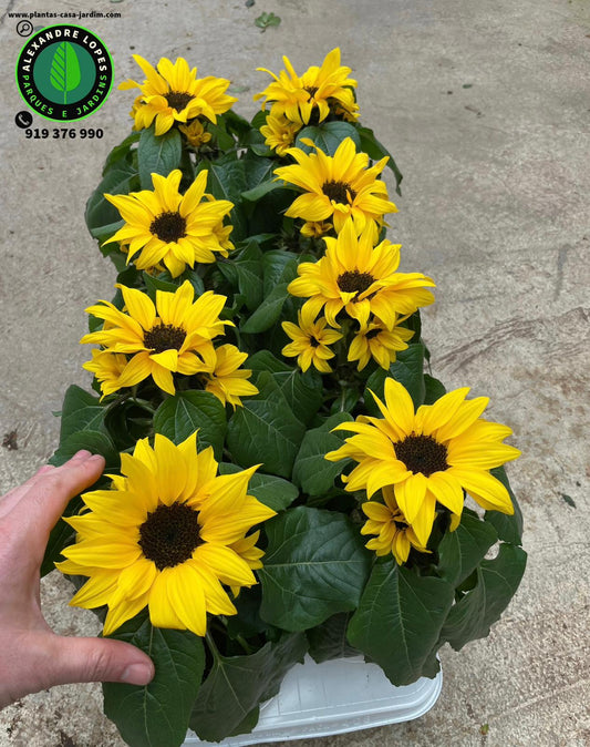 Helianthus Sunsation Girassol