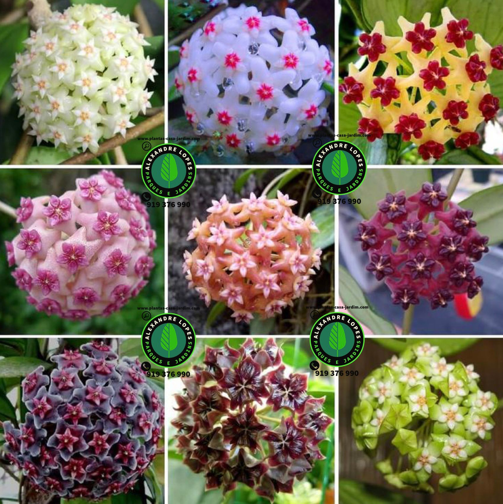 Hoya carnosa,  flor-de-cera cores