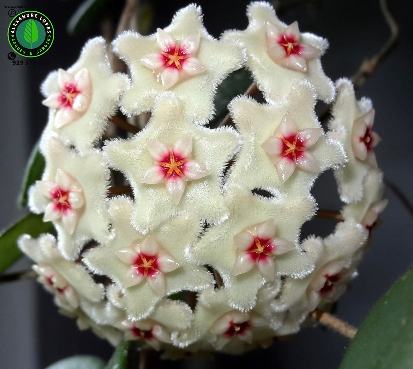 Hoya carnosa,  flor-de-cera portugal