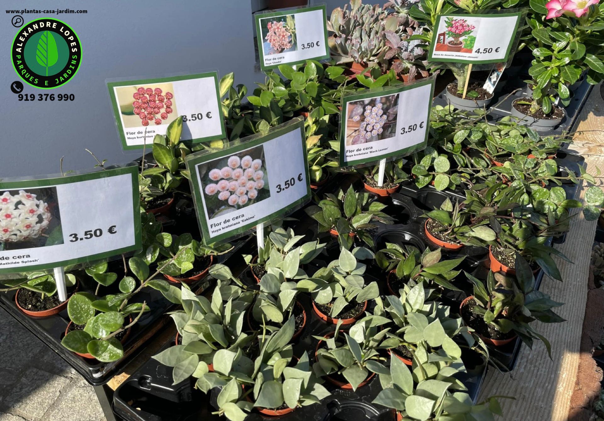 Hoya carnosa,  flor-de-cera cores