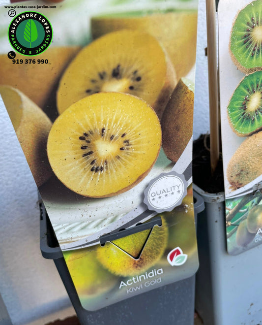 Kiwi amarelo- Actinidia deliciosa