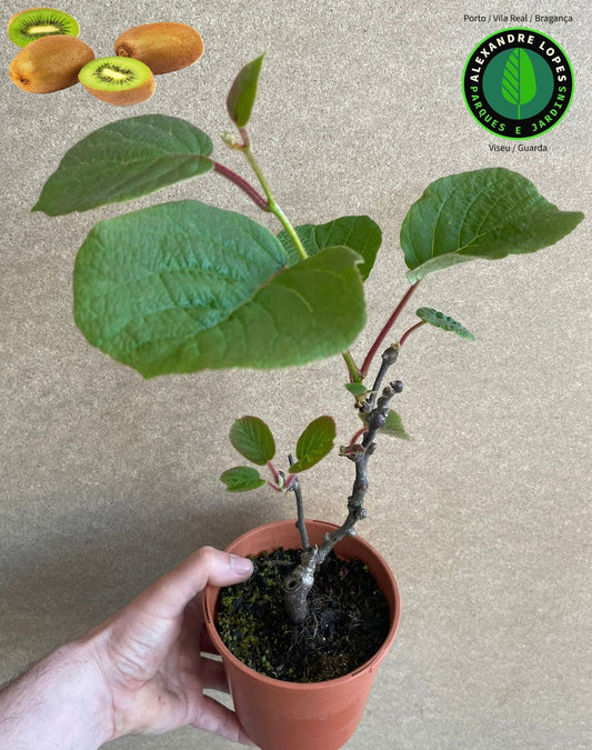 Kiwi fêmea - Actinidia deliciosa F.