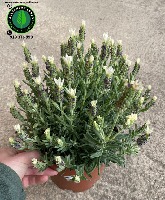 Lavandula stoechas 'Pretty Polly'