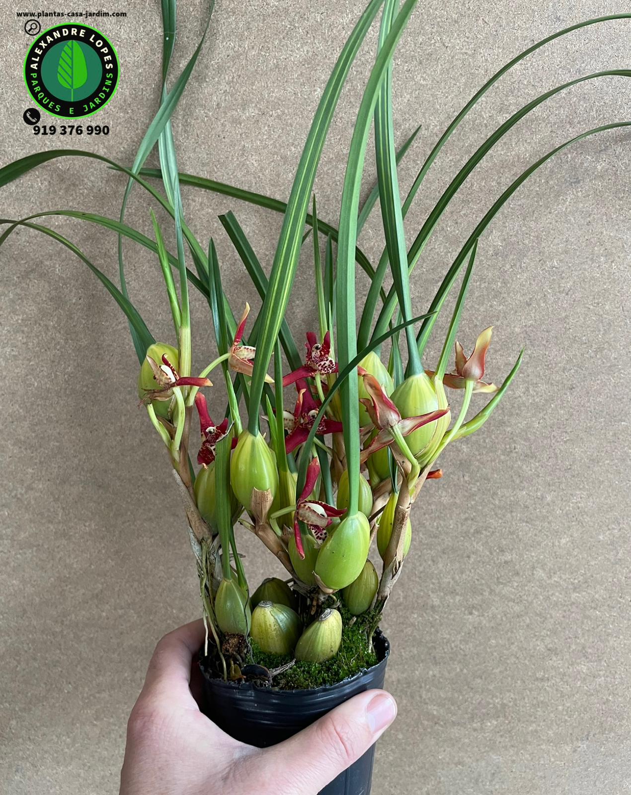 Maxillaria tenuifolia - Coconut Orquídea