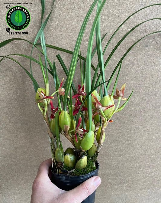 Maxillaria tenuifolia - Coconut Orquídea