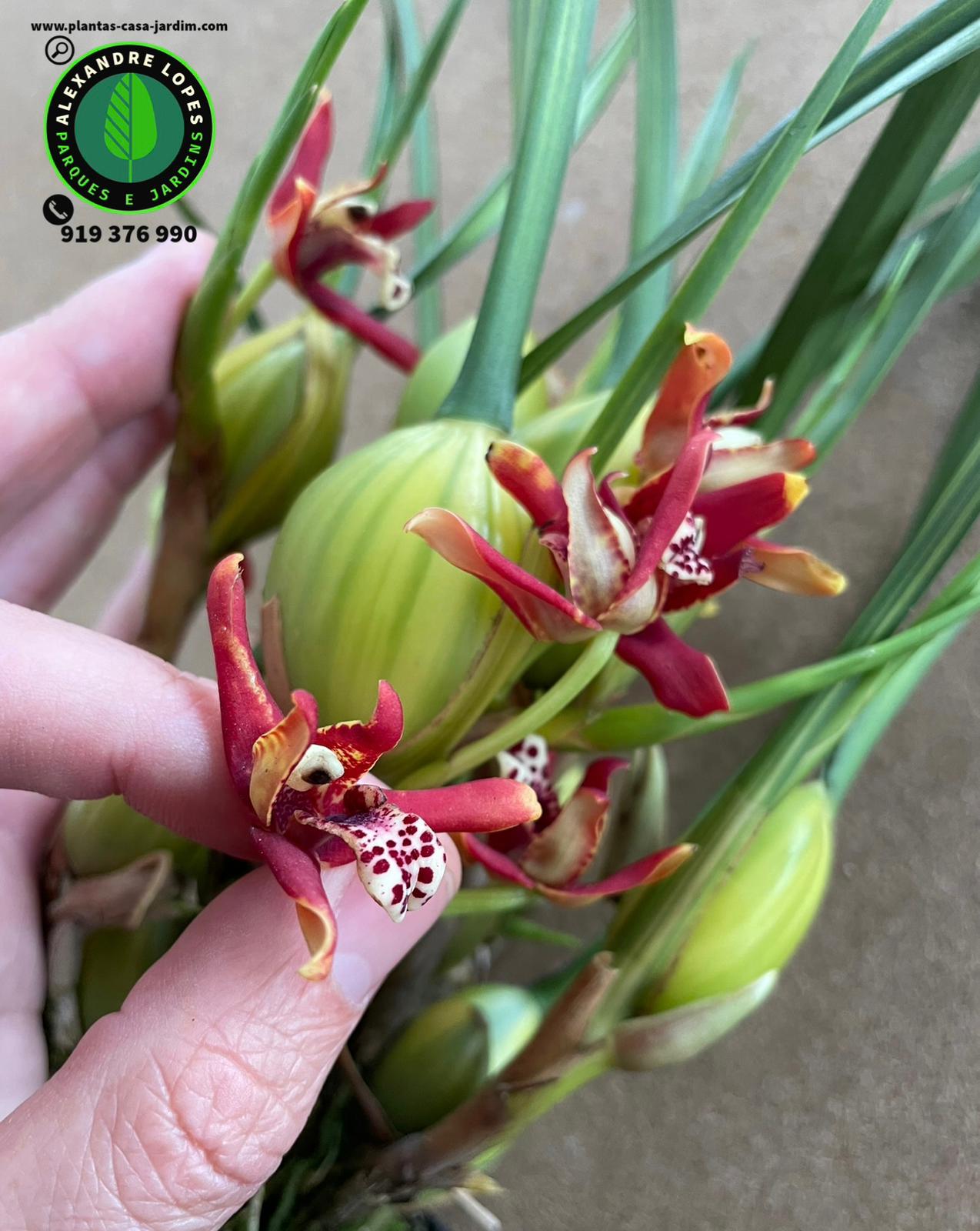 Maxillaria tenuifolia - Orquídea Coconut 