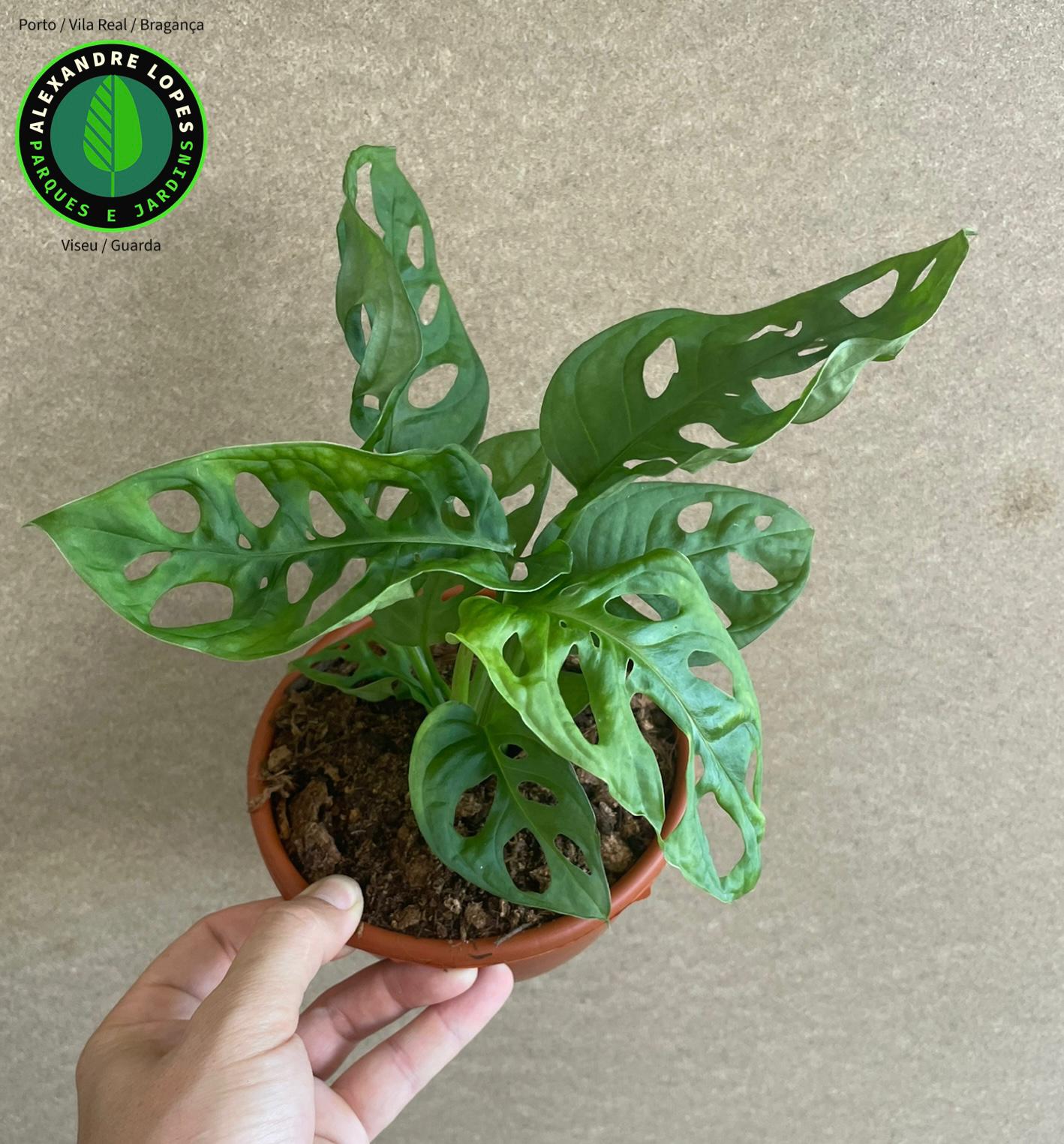 Monstera adansonii Monkey leaf