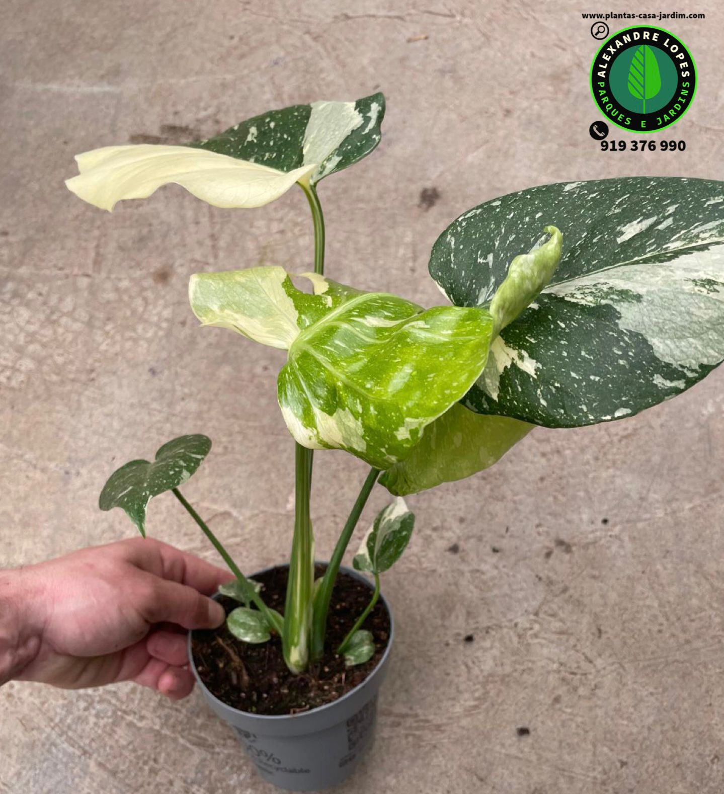 Monsteras deliciosa ‘Thai Constellation’