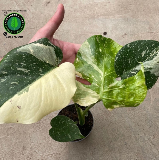 Monsteras deliciosa ‘Thai Constellation’