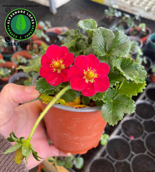 Morangueiro híbrido - Fragaria x ananassa