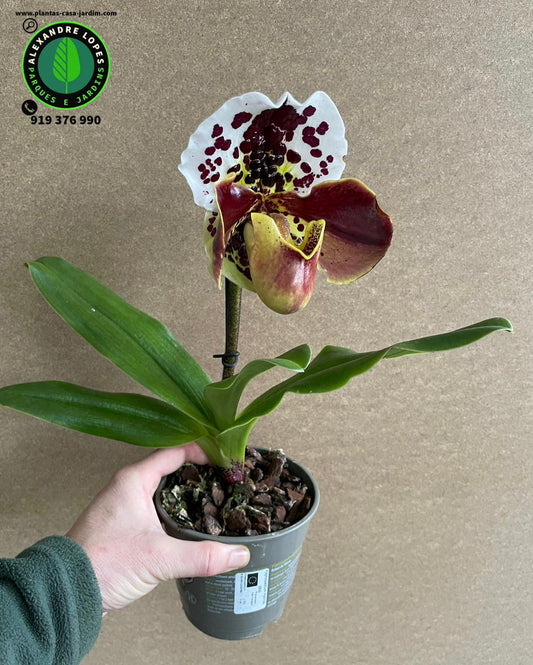 Paphiopedilum Winston Churchill