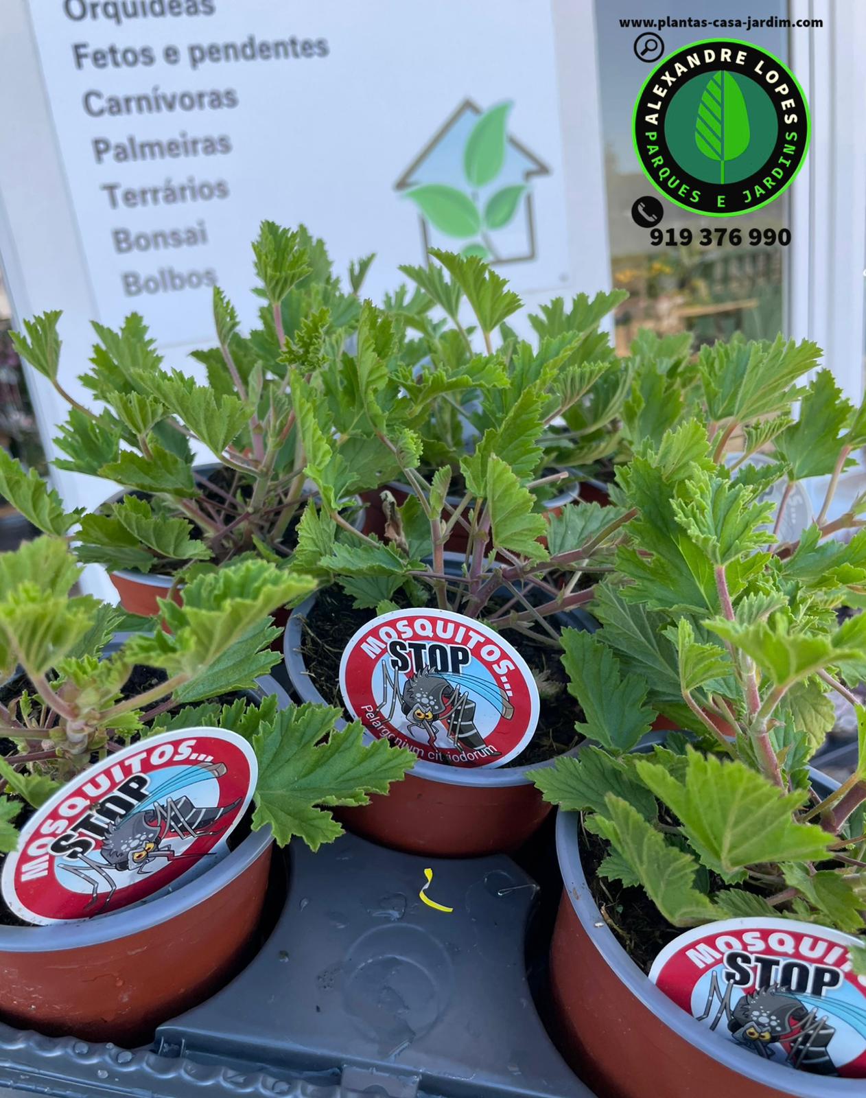 Planta Anti mosquito Pelargonium graveolens