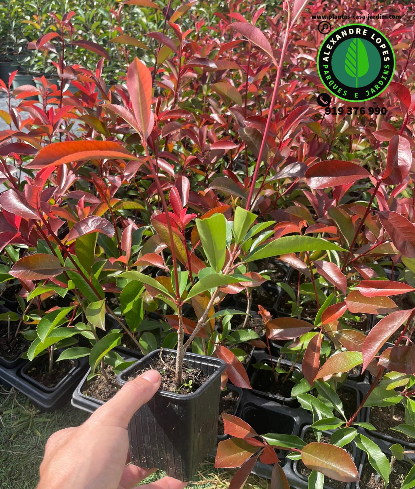 Fotinias para sebe Photinia fraseri
