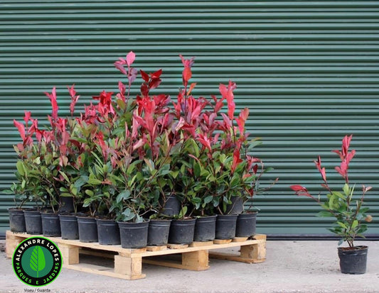 Photinia fraseri 'Red robin' preço