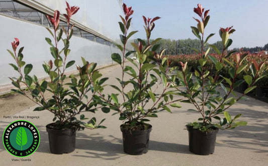 Photinia fraseri 'Red robin' 80/100 cm, extra ramificada