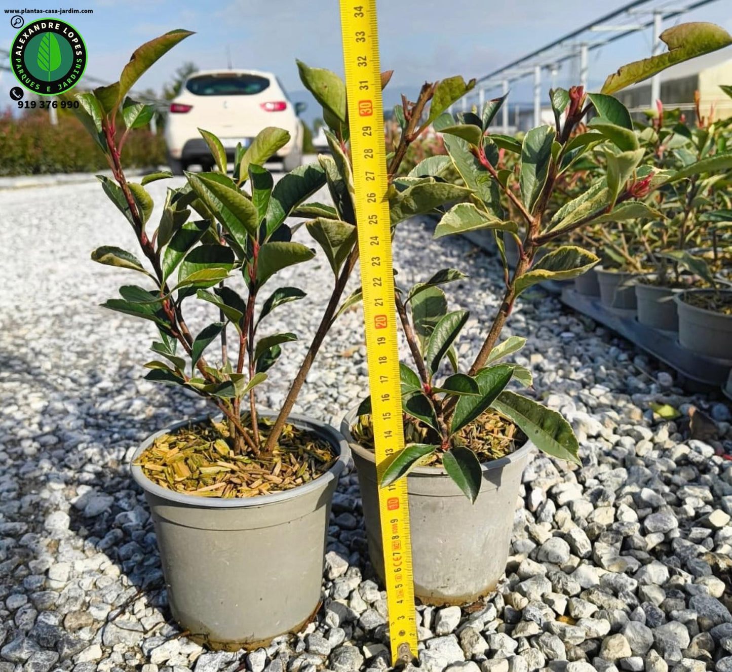 Photinia fraseri 'Red robin' viveiro