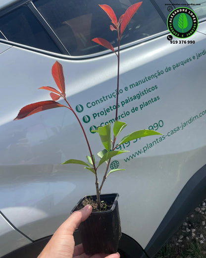 Photinia fraseri 'Red robin' 