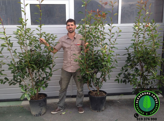 Photinia fraseri 'Red robin' 150/175 cm, extra ramificada