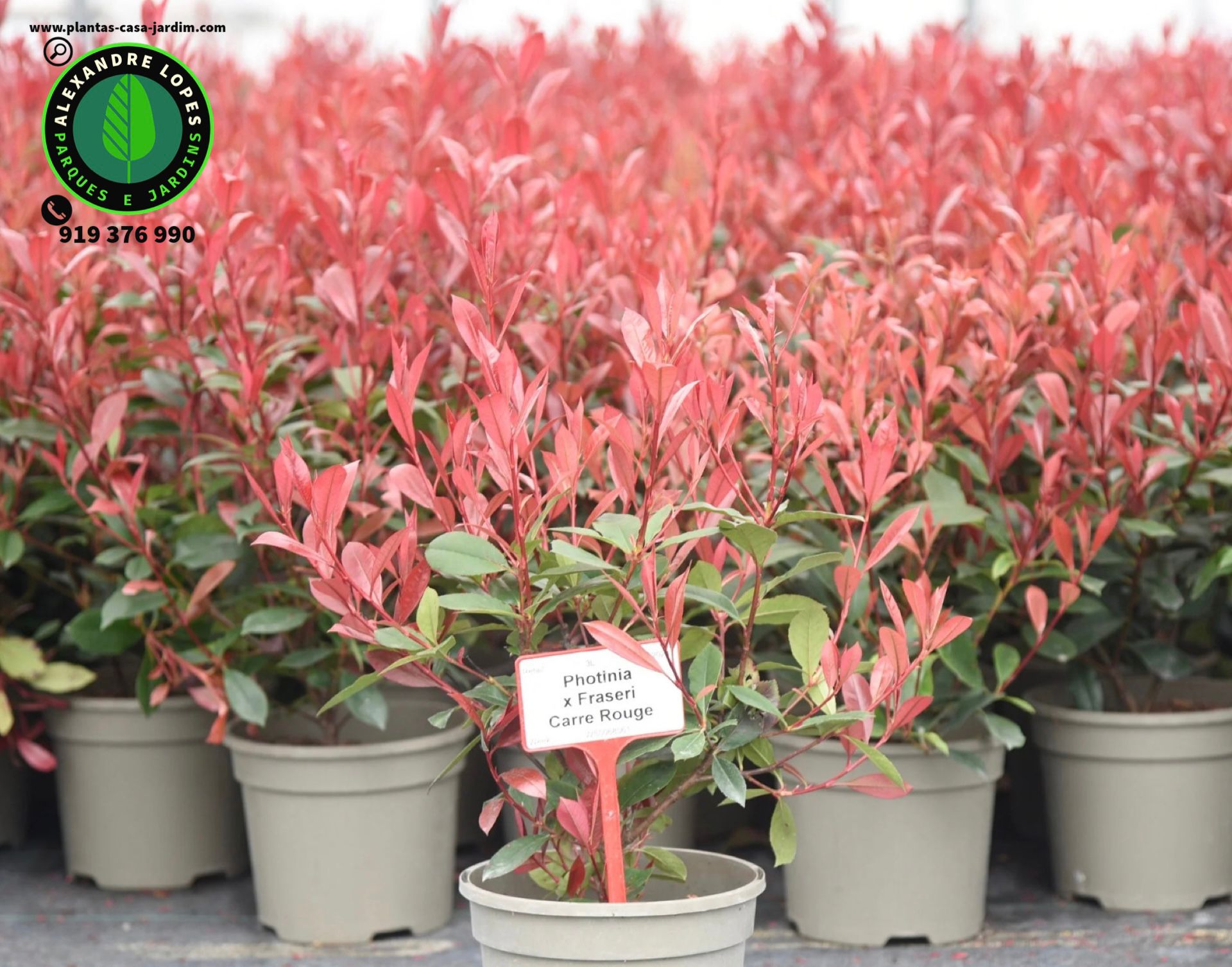 Photinia x fraseri ‘Carré Rouge’ 