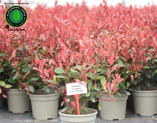 Photinia x fraseri ‘Carré Rouge’ 