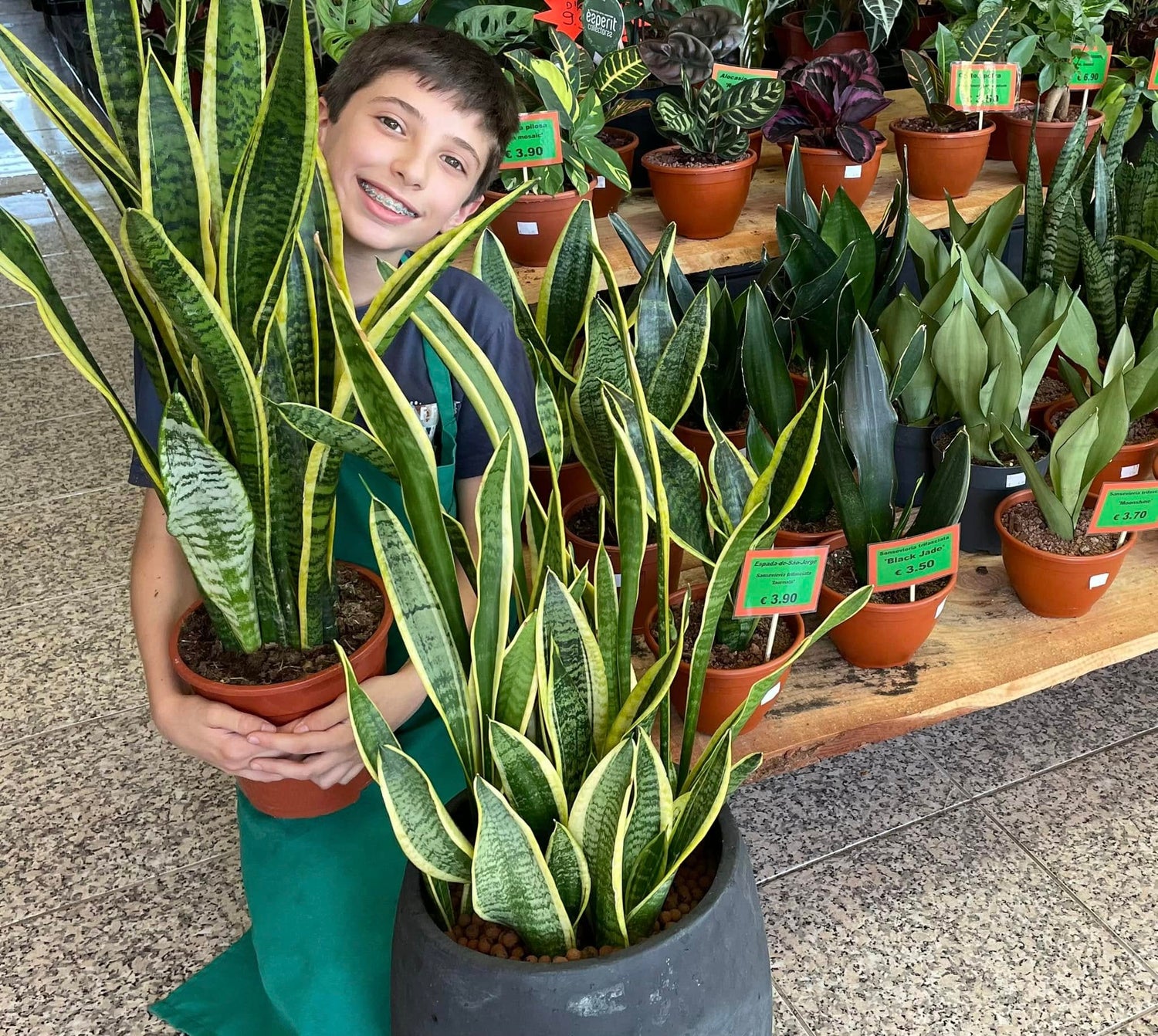 Plantas de interior preço