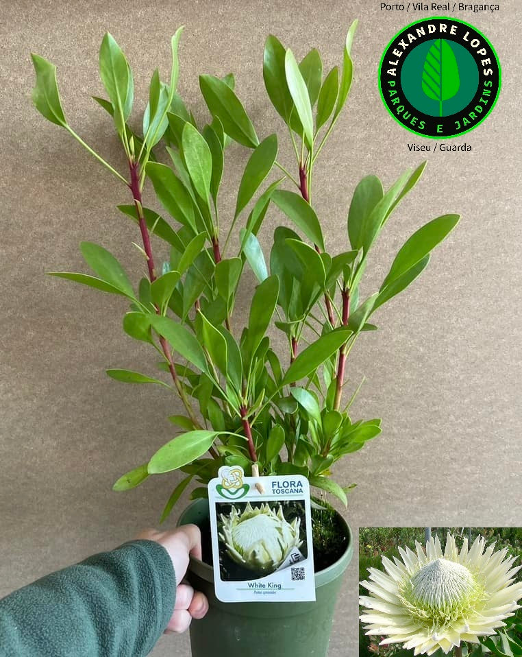 Protea 'King White'