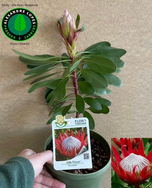 Protea 'Little Prince' viveiro de plantas