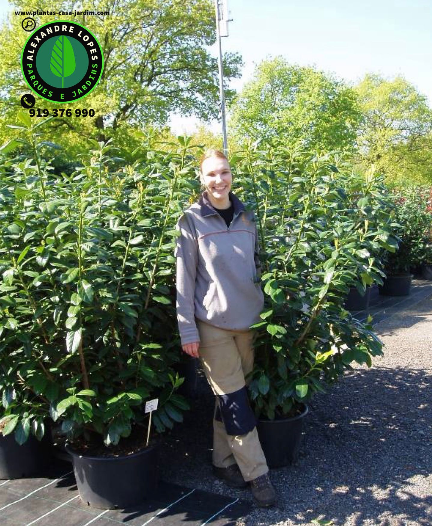 Prunus laurocerasus - Lauros