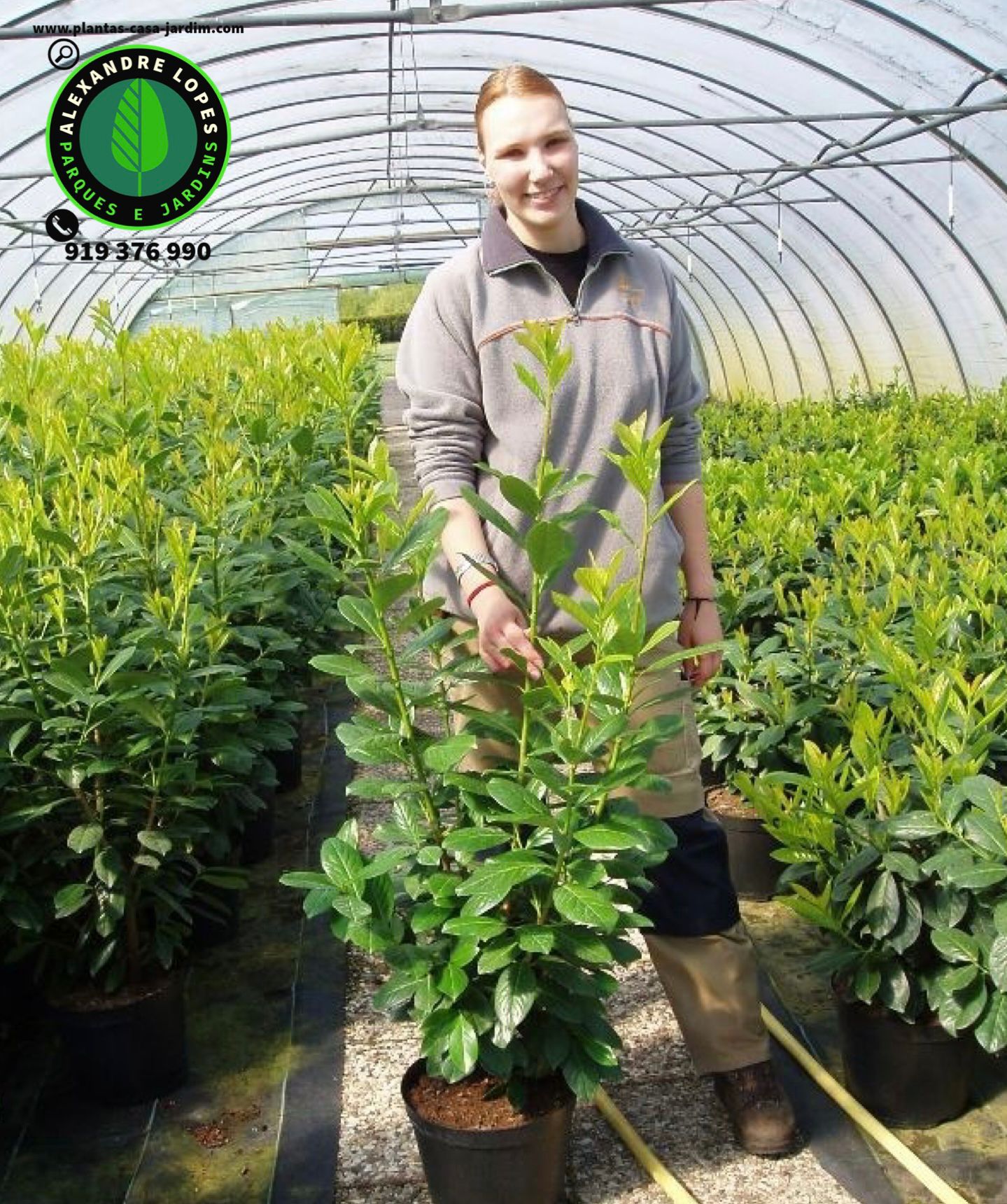 Plantas para sebe preço