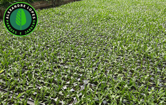 Relva brasileira ao preço m2