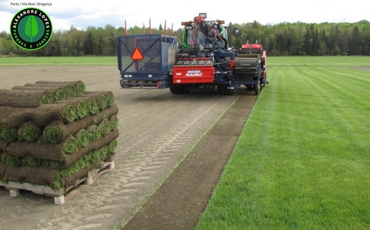 Relva em tapete natural / preço m2