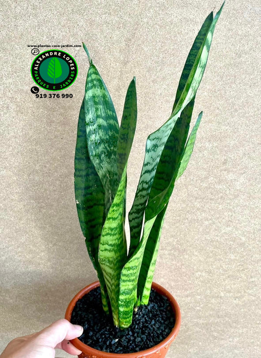 Sansevieria zeylanica