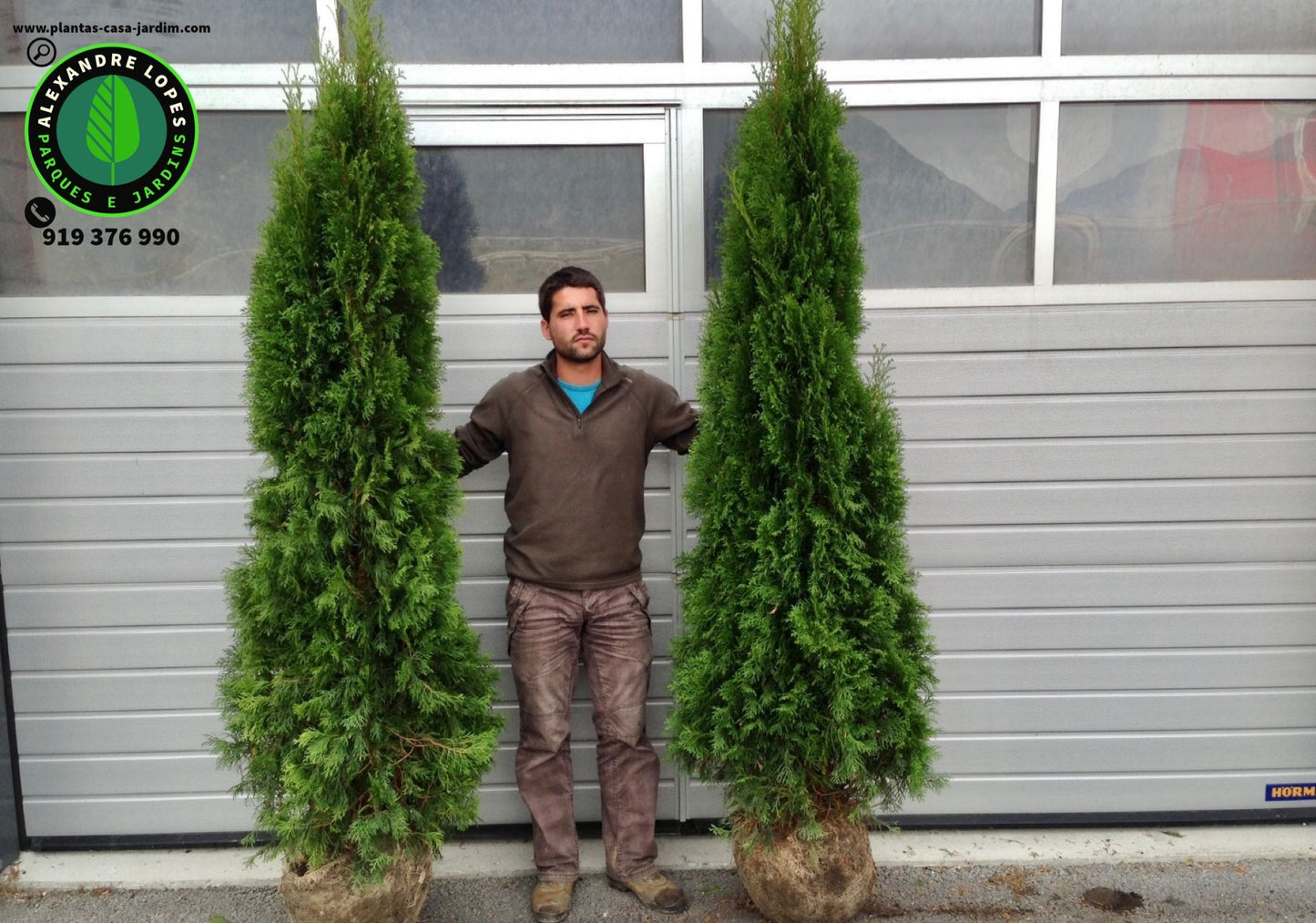 Thuja occidentalis 'Smaragd' 200/220 cm