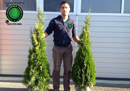 Thuja occidentalis 'Smaragd' Tuia esmeralda