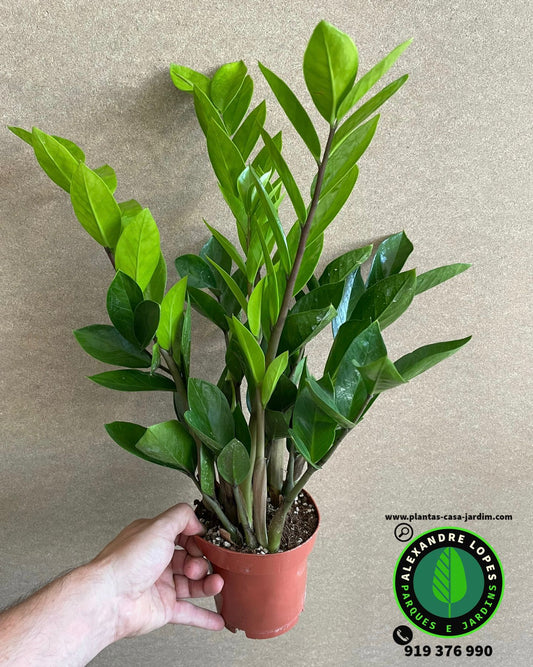 Zamioculcas zamiifolia planta de interior