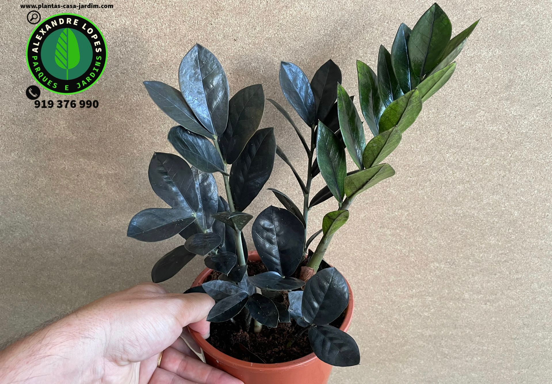 Zamioculca zamiifolia 'Raven'