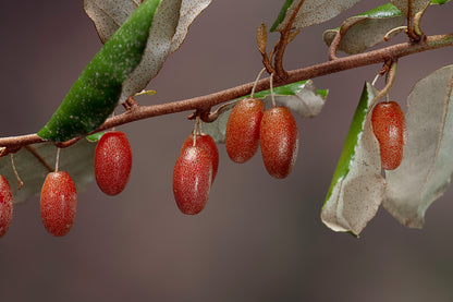 Elaeagnus ebbingei 90/110 cm