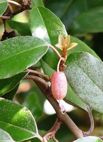 Elaeagnus ebbingei 90/110 cm