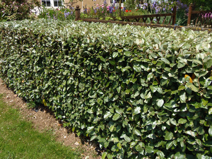 Elaeagnus ebbingei 90/110 cm